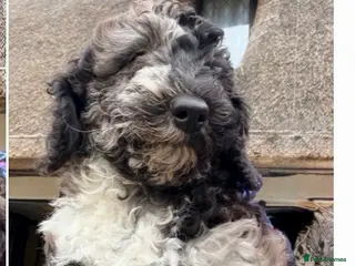 Miniature Poodle dogs Reduced £1300 Best quality Merle miniature poodles - Advert 2