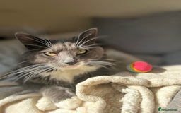 Mixed Breed cats for sale: 2 boys ready for new home - Image 9