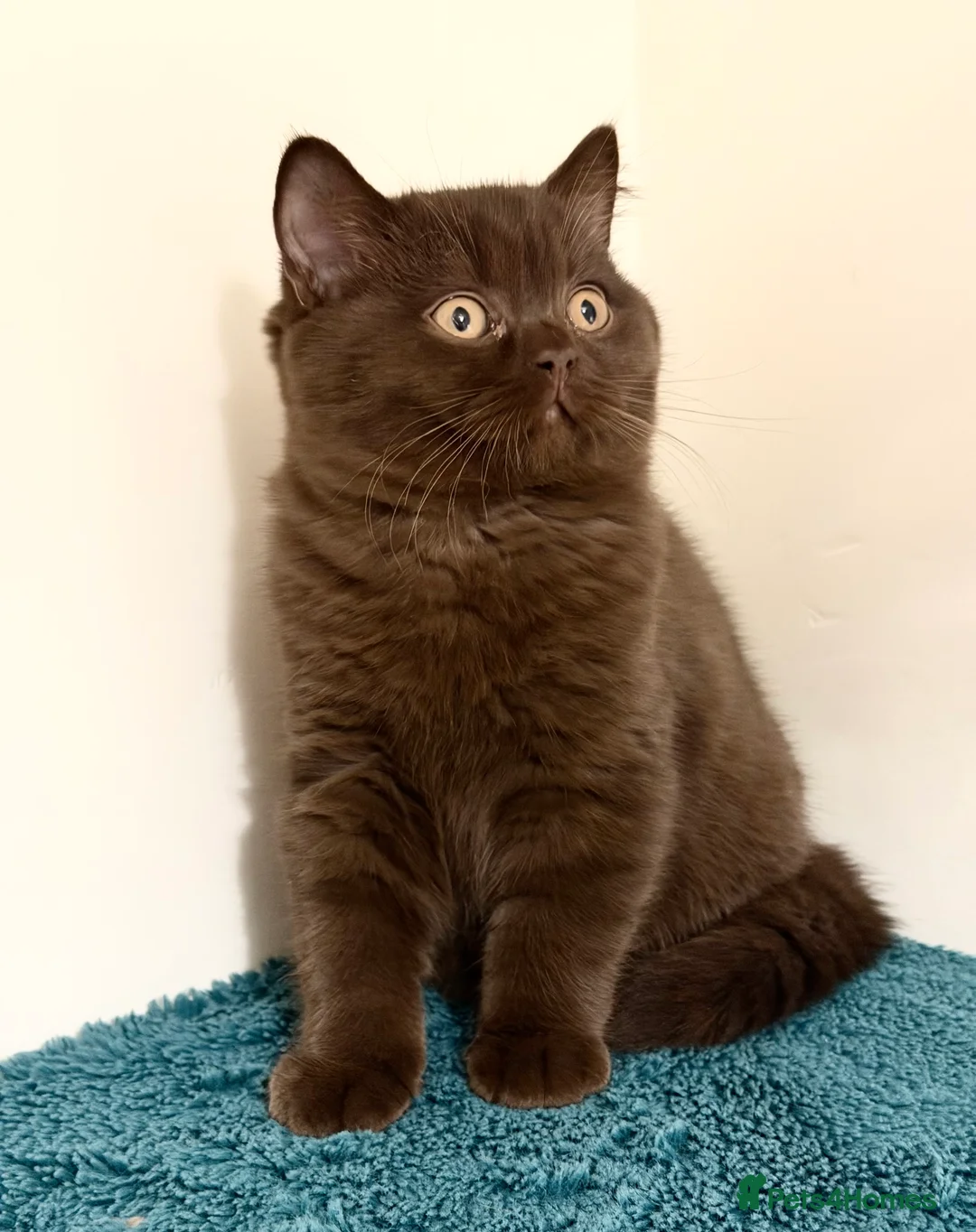 British Shorthair cats for sale: BSH chocolate boys TICA registration  - Advert 6