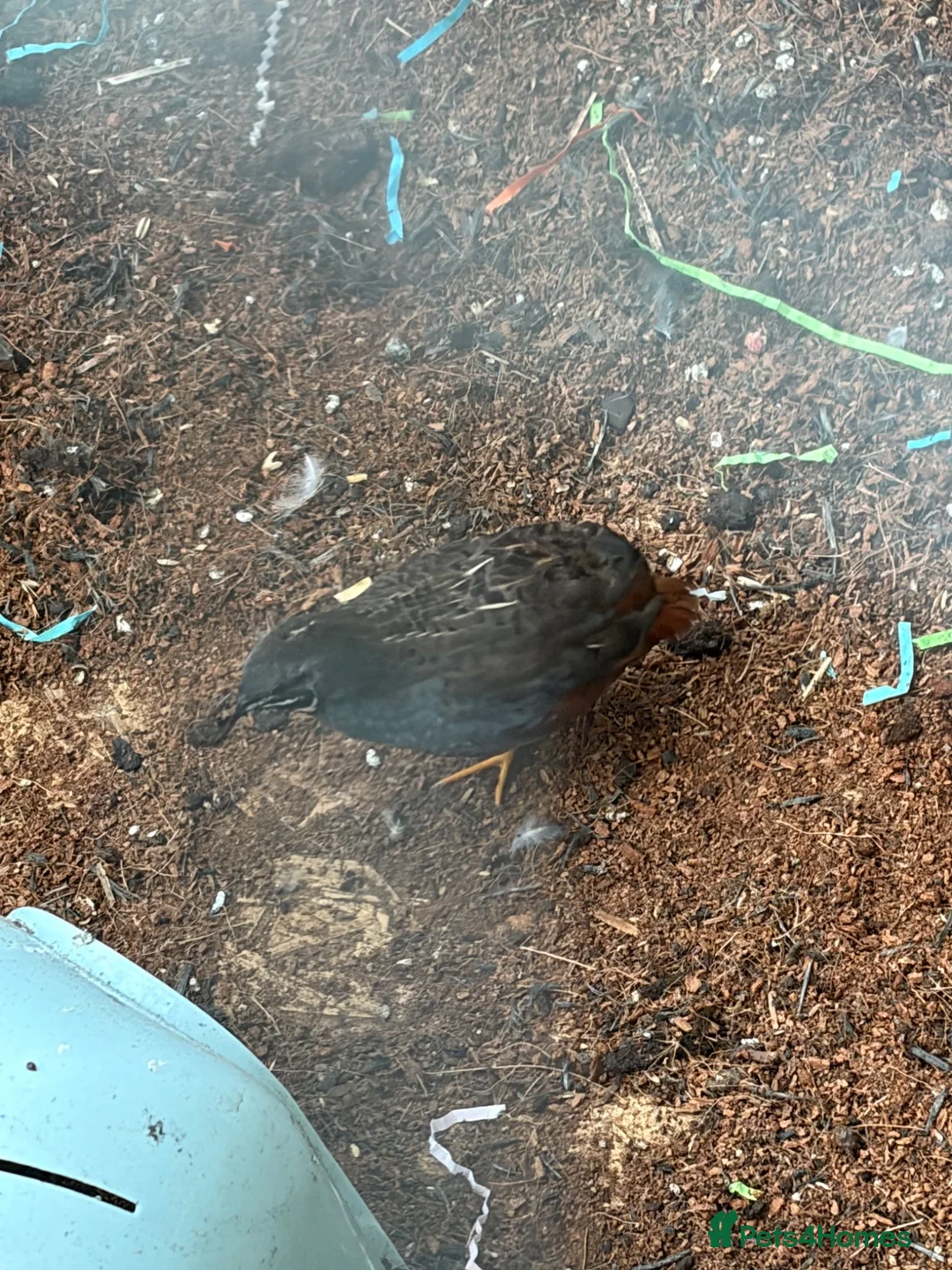 Quail poultry for sale: 4 x Male button quail  - Advert 6