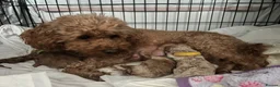 Toy Poodle dogs for sale: Gorgeous Toy Poodle Looking for Their Forever Home - Advert 23