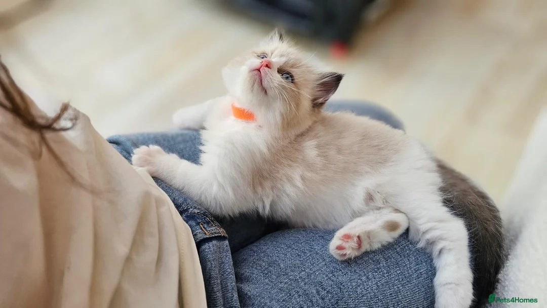 Ragdoll cats for stud: Active Gccf Blue bi Ragdoll in Grantham - Advert 22