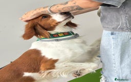 Brittany Spaniel dogs for adoption: Elvis, Brittany Cross, aged 1 in Bedford - Image 25