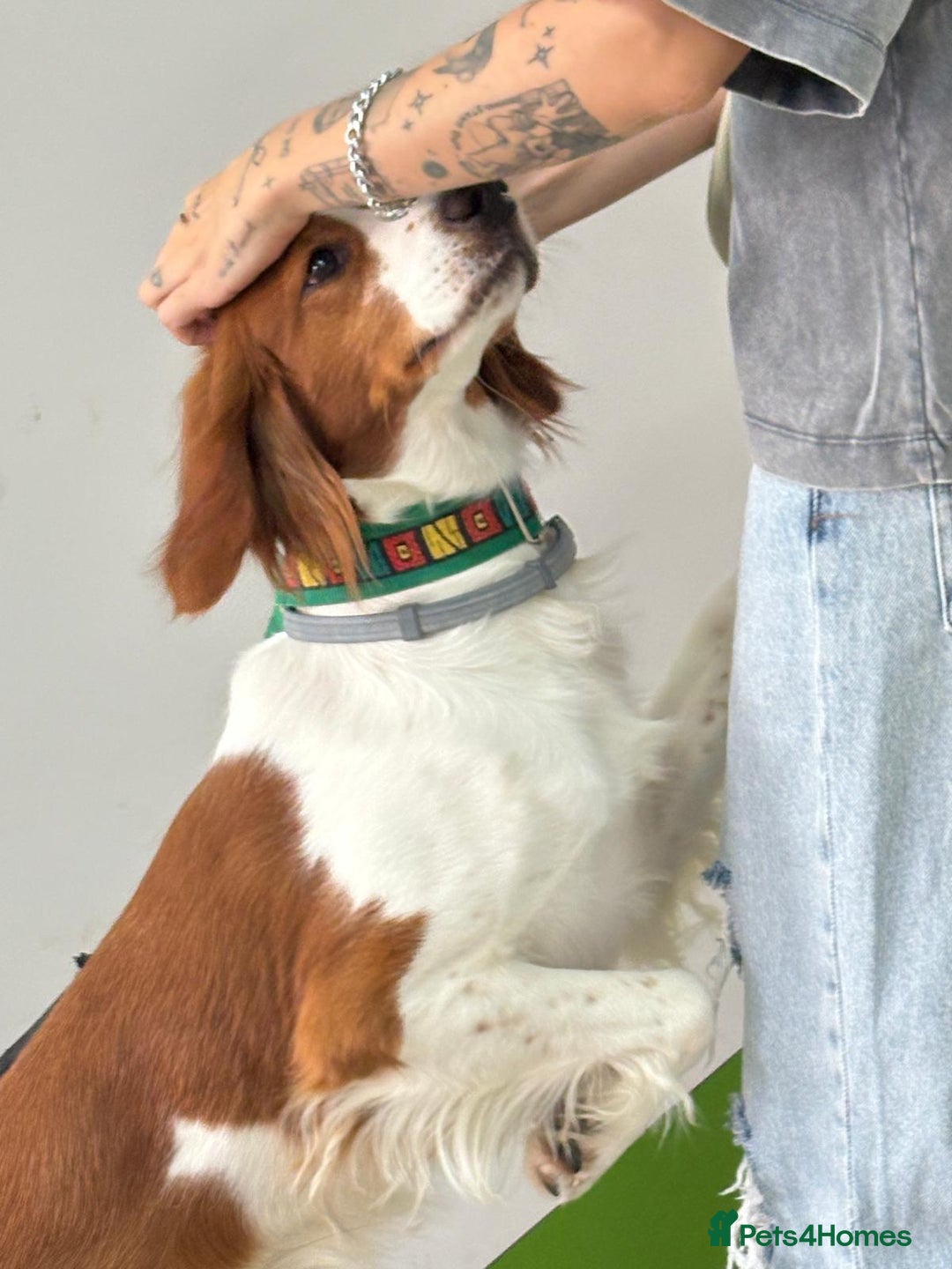 Brittany Spaniel dogs for adoption: Elvis, Brittany Cross, aged 1 in Bedford - Image 25