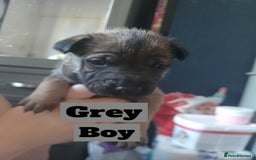 Mixed Breed dogs for sale: Belgian Malinois X Shar-pei puppies  - Image 9