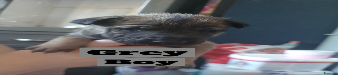 Grey collar 