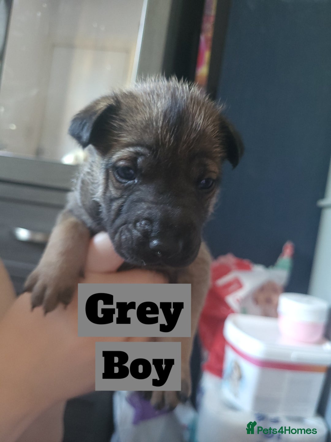 Mixed Breed dogs for sale: Belgian Malinois X Shar-pei puppies  - Image 9