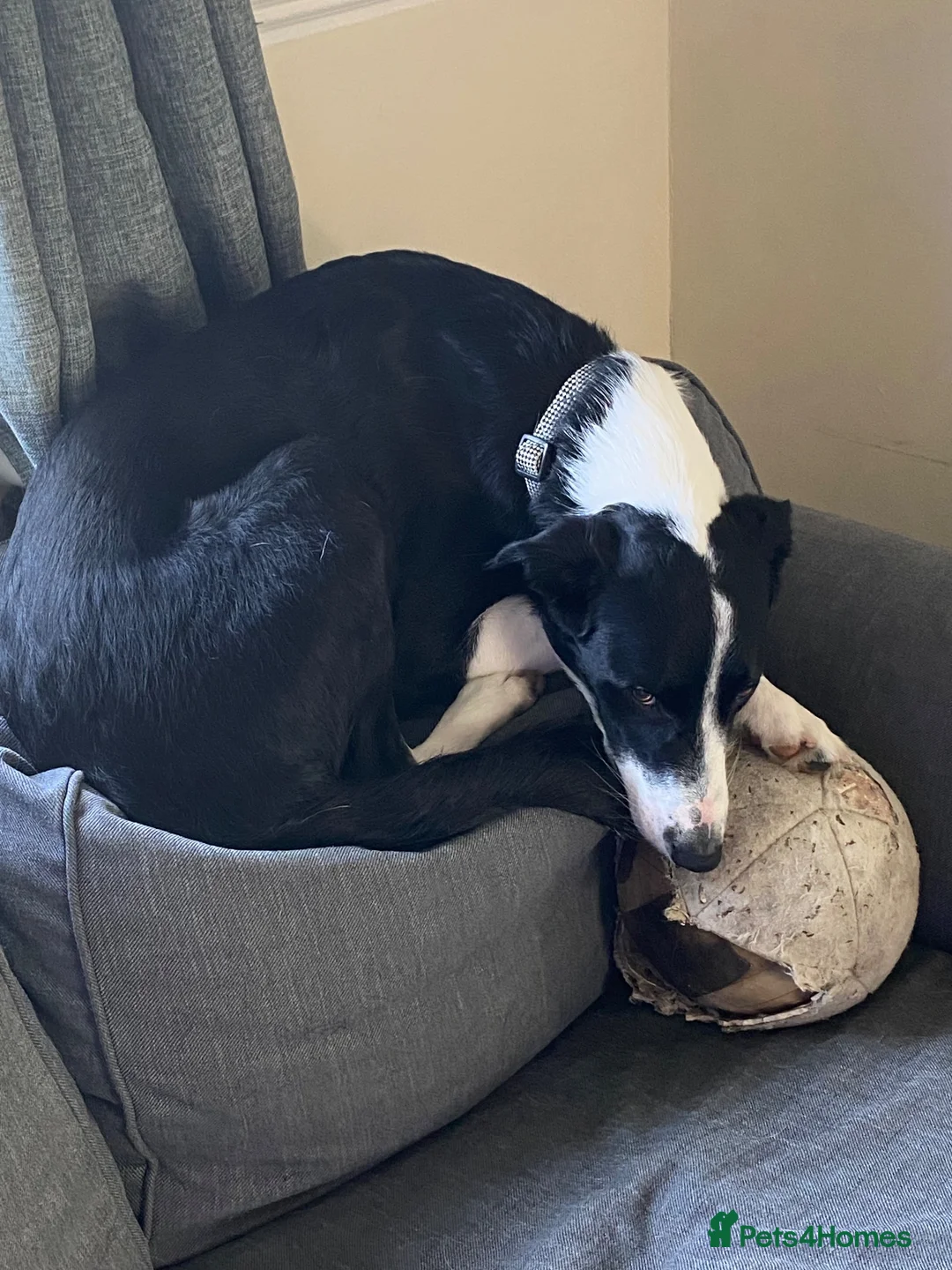 Border Collie dogs for stud: Sunny- the man the myth the legend in Dunmow - Advert 2