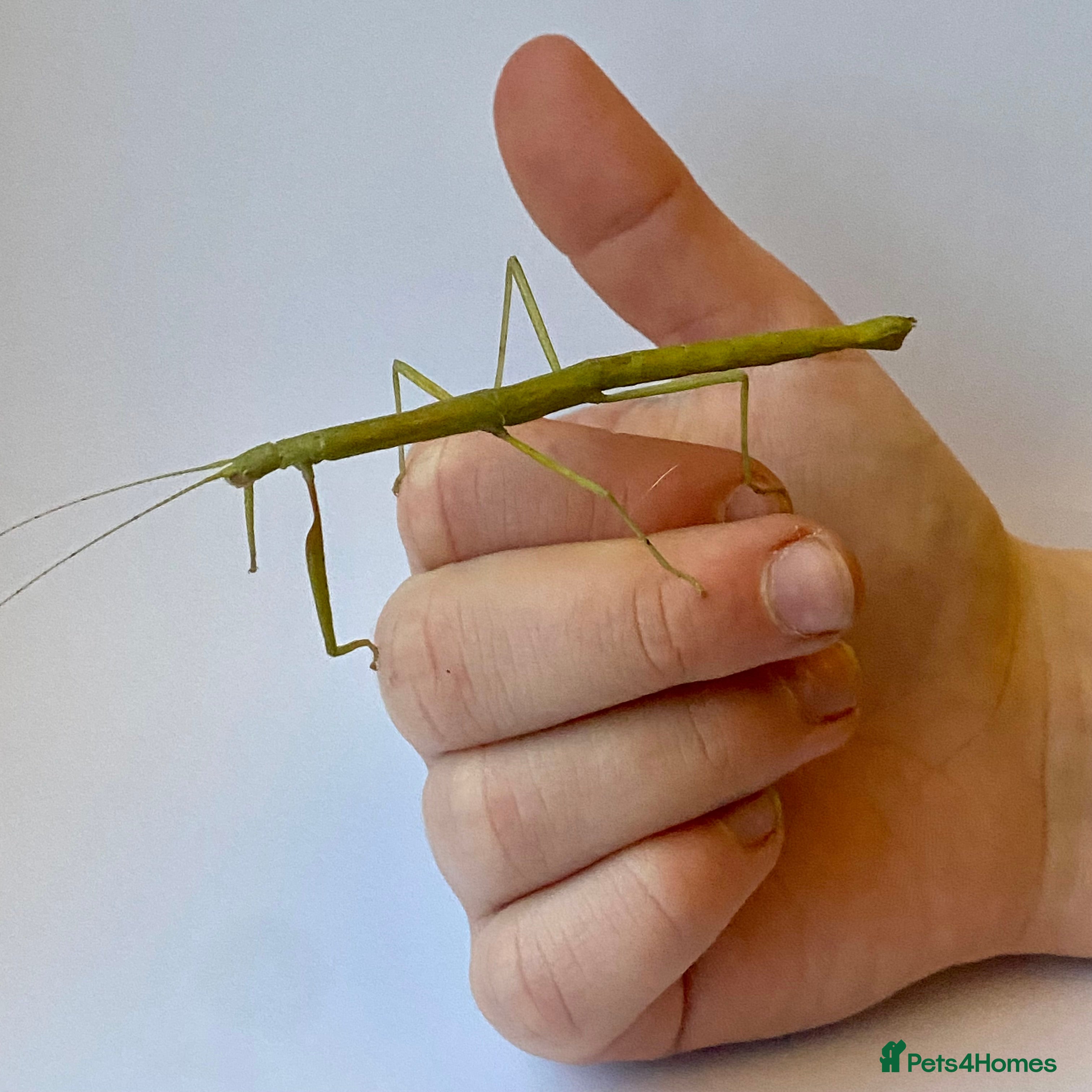 Stick Insects invertebrates Adult stick insects - Advert 1