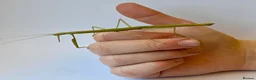 Stick Insects invertebrates for sale: Adult stick insects - Advert 1