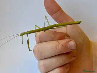 Stick Insects invertebrates Adult stick insects - Advert 10