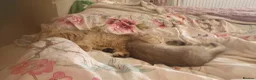 British Shorthair cats for sale: BRITISH SHORTHAIR BLACK GOLDEN SPOTTED TABBY - Advert 15