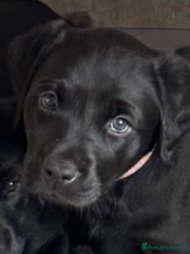 Labrador Retriever dogs Adorable Litter of Labradors  - Advert 2