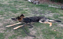 German Shepherd dogs for sale: German Shepherd Looking for a Loving Home - Image 2