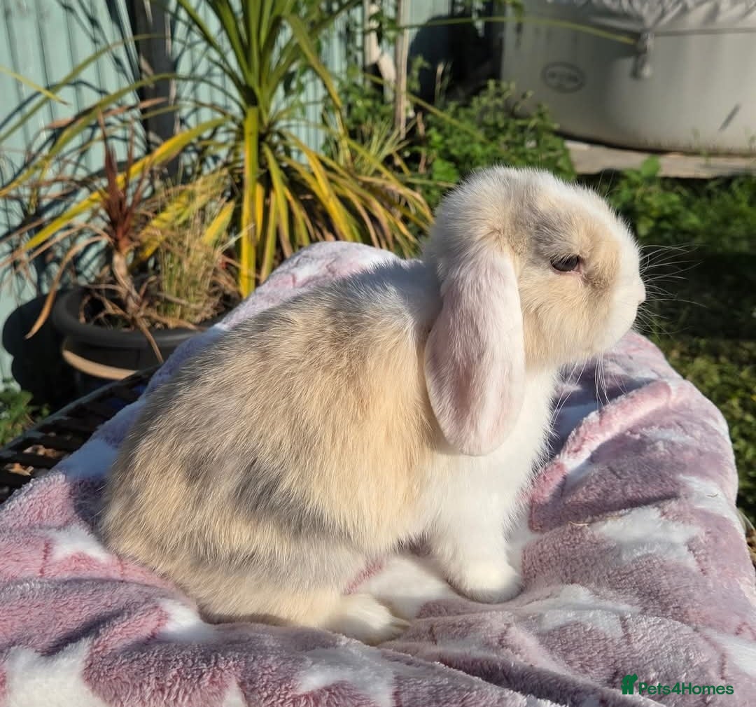 Mini Lop rabbits for sale: Blue harl split mini lop doe - Image 6