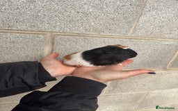 Guinea Pig rodents for sale: Lovely boy looking for his new home! - Image 3