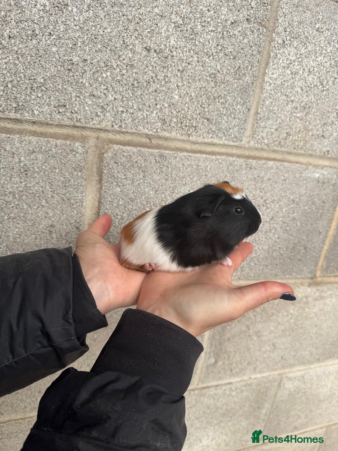 Guinea Pig rodents for sale: Lovely boy looking for his new home! - Image 3