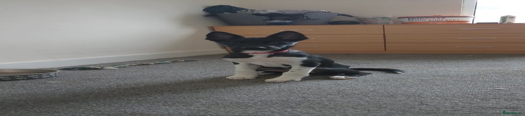 Huskita Puppy 1