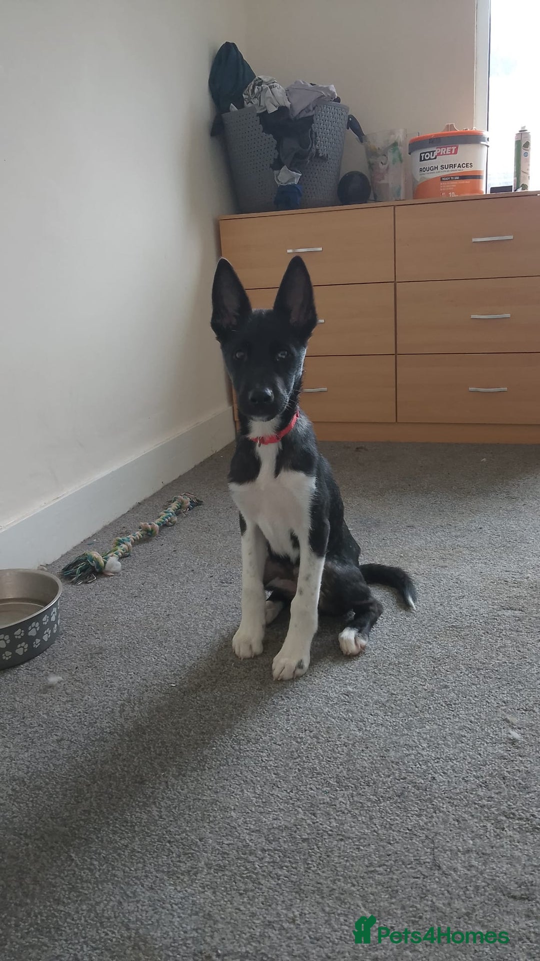 Huskita dogs for sale: Huskita boy - Image 3