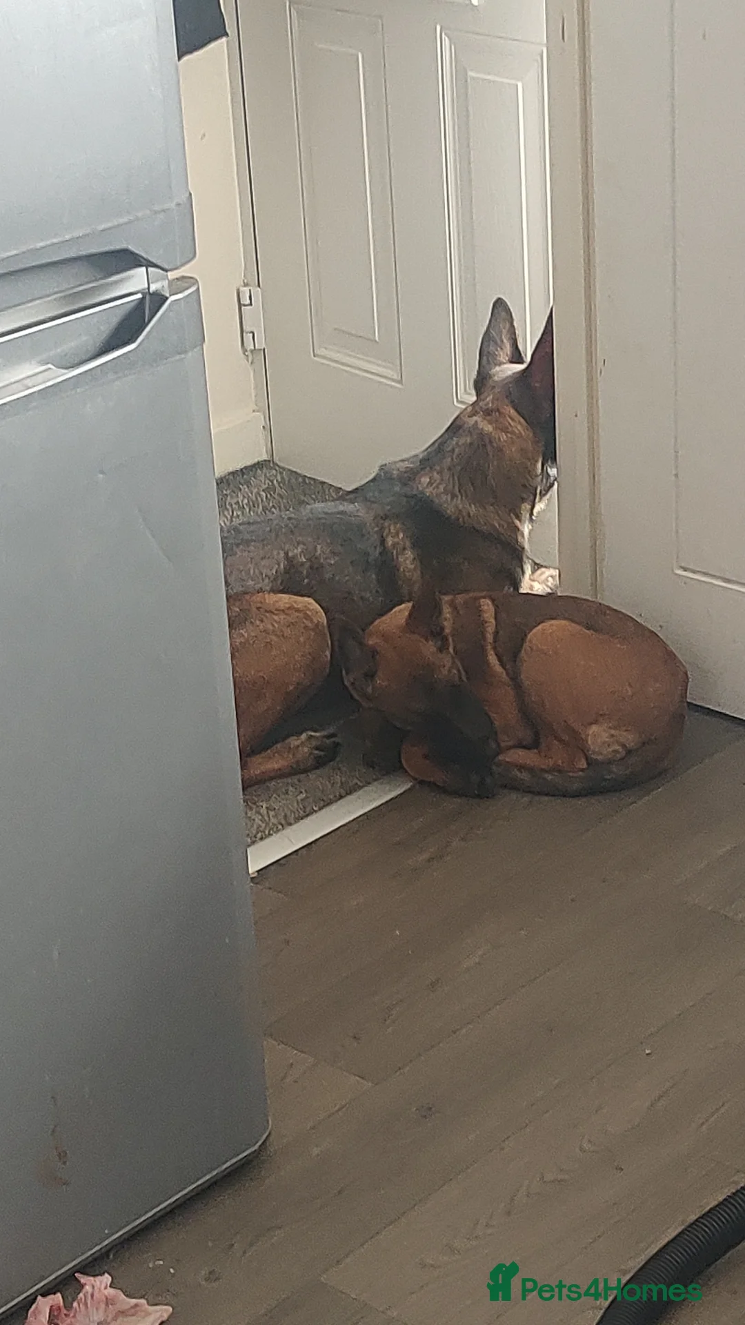 Belgian Shepherd Dog dogs for sale: Belgium malinois puppies  - Advert 2