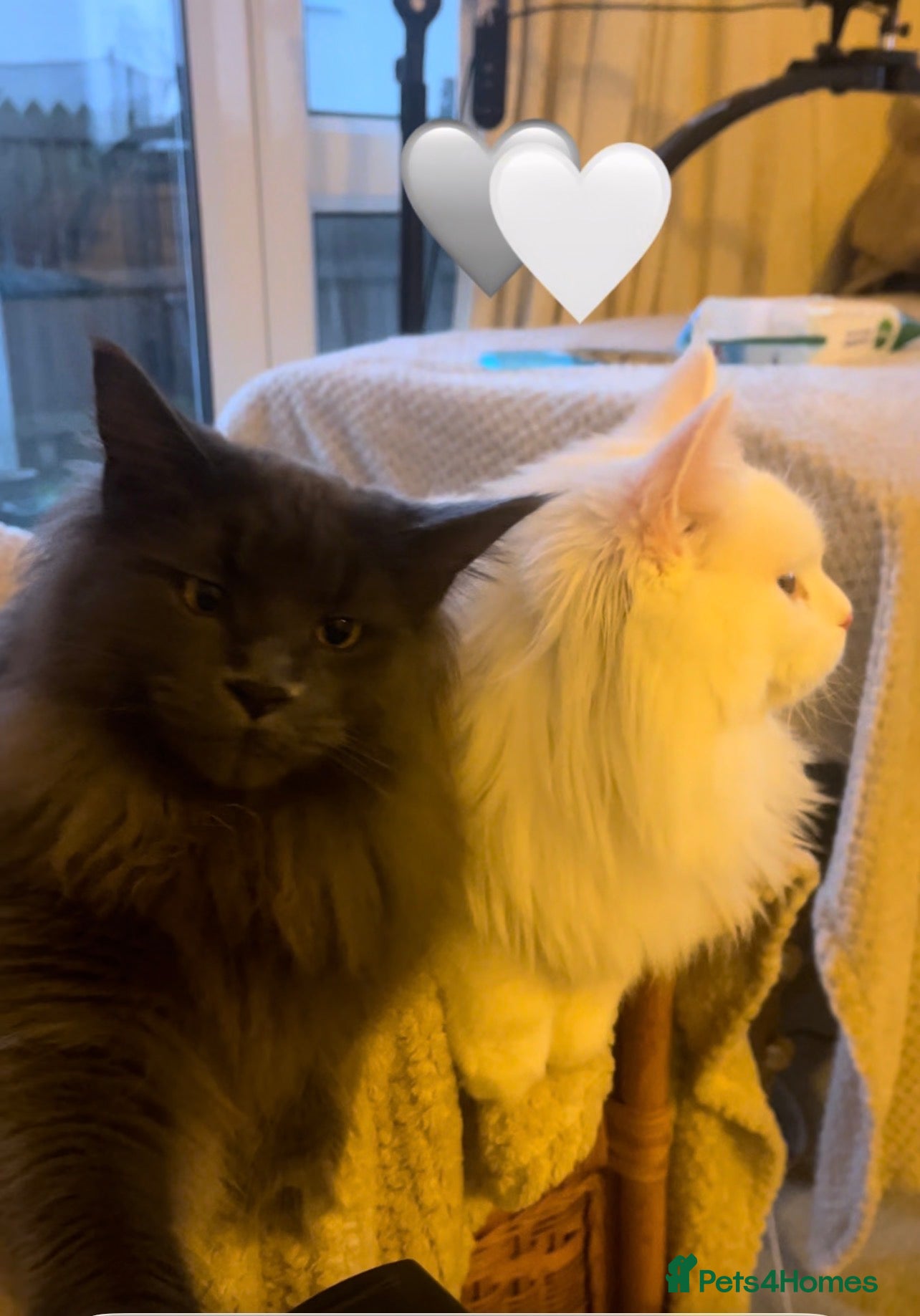 Maine Coon cats for sale: Maine Coon boy - Advert 19