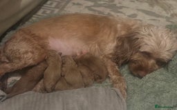 Cockapoo dogs for sale: Adorable F1B puppies born  - Image 1