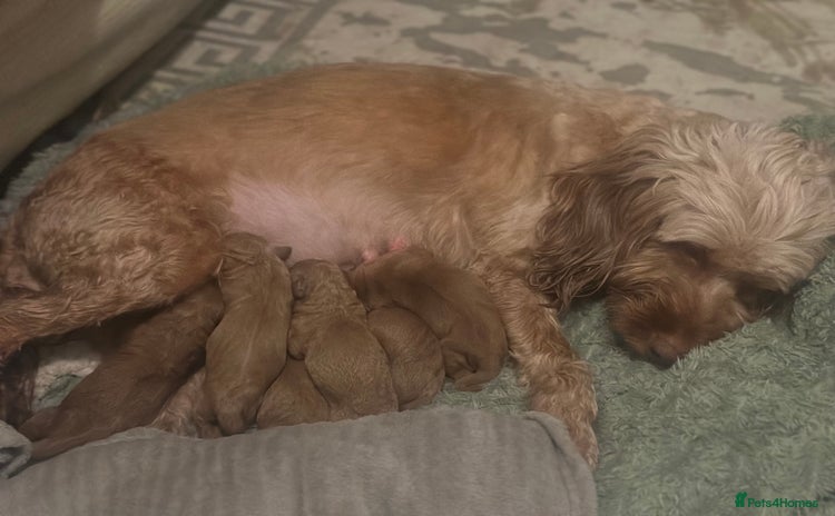 Cockapoo dogs - Advert 15
