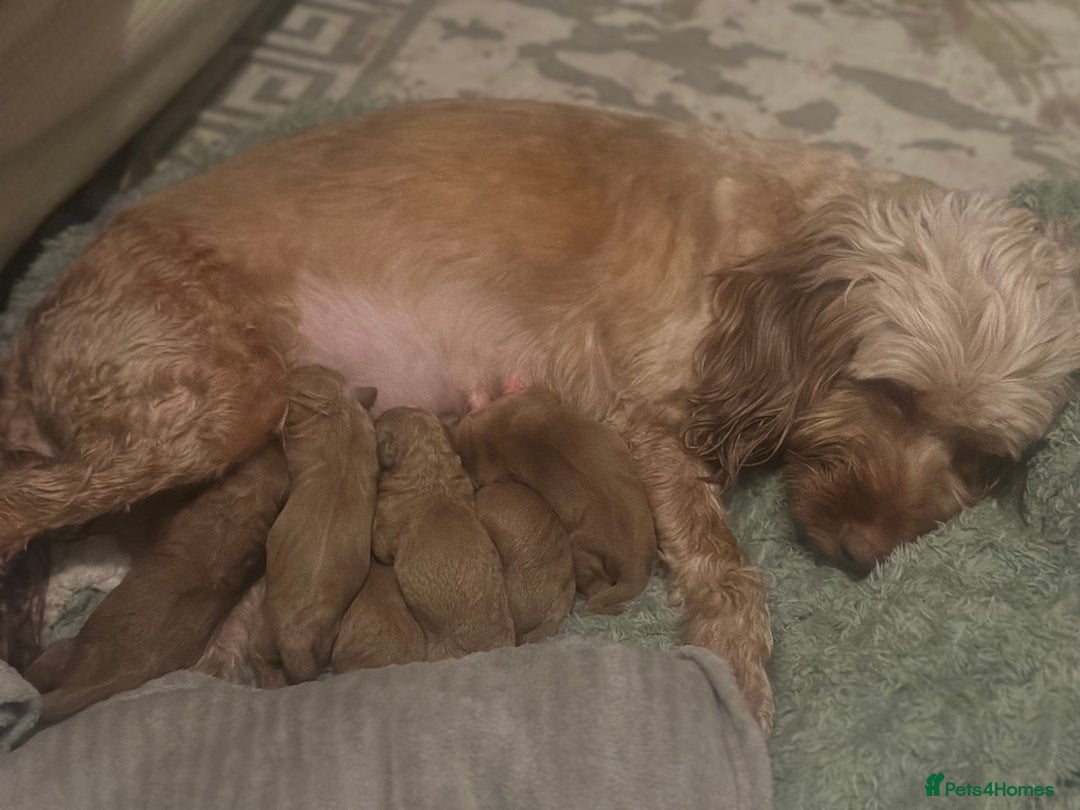 Cockapoo dogs for sale: Adorable F1B puppies born  - Image 1