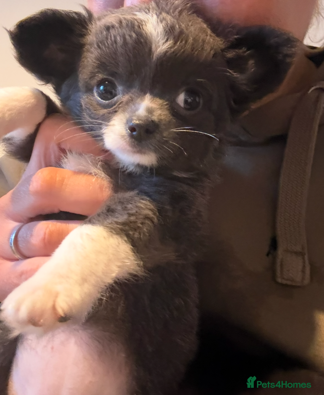 Chihuahua dogs for sale: Stunning Chihuahua Puppies (Must be sold together) - Advert 2