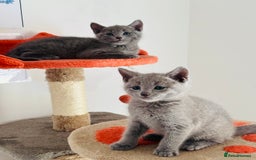 Russian Blue cats for sale: TICA pedigree Russian blue kittens 🐱  - Image 34