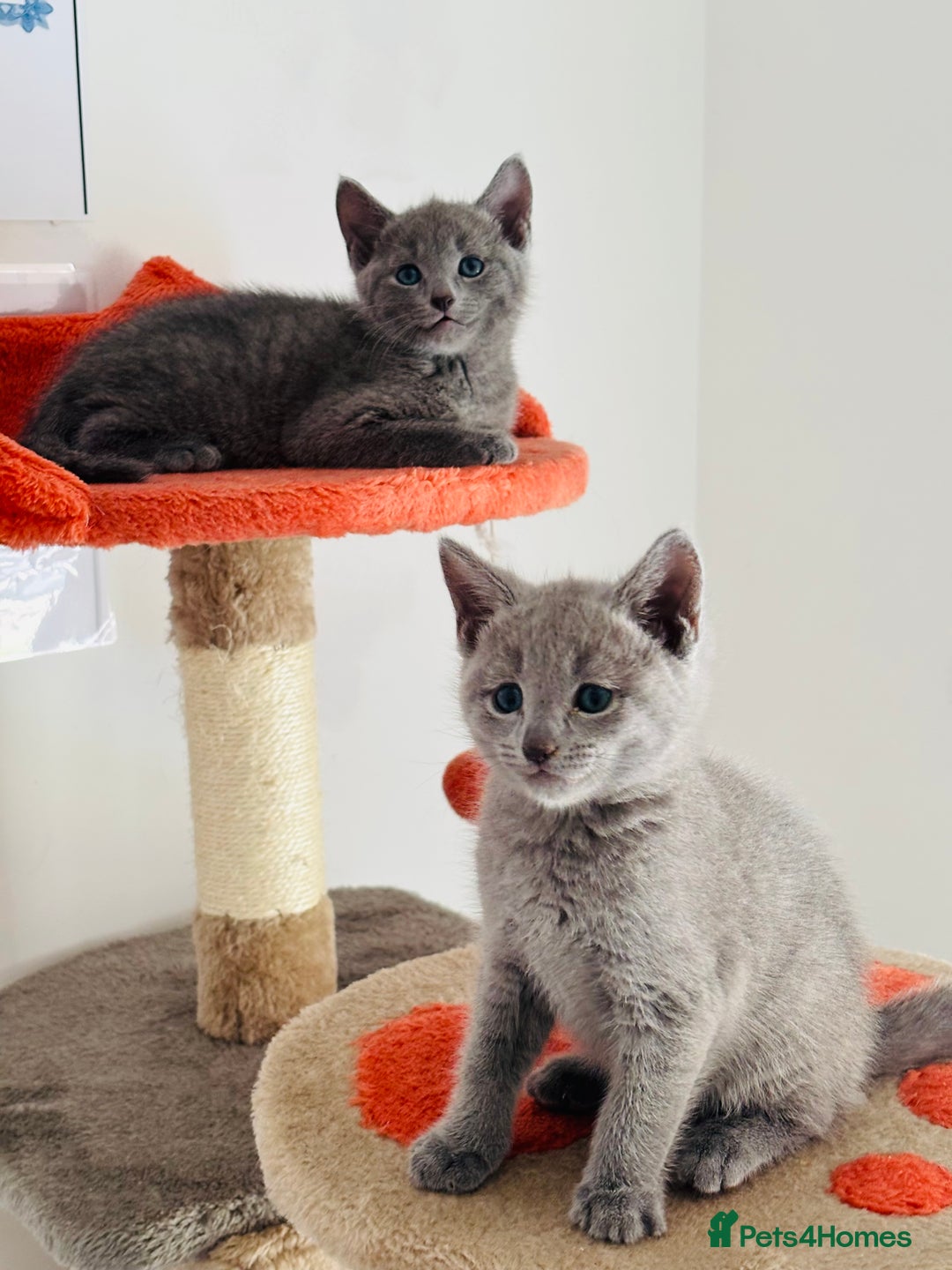 Russian Blue cats for sale: TICA pedigree Russian blue kittens 🐱  - Image 34