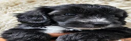 Yorkiepoo dogs for sale: 2 Yorkiepoo puppies, one male and one female  - Advert 3