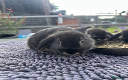Mini Lop rabbits for sale: Female mini lops  - Image 15