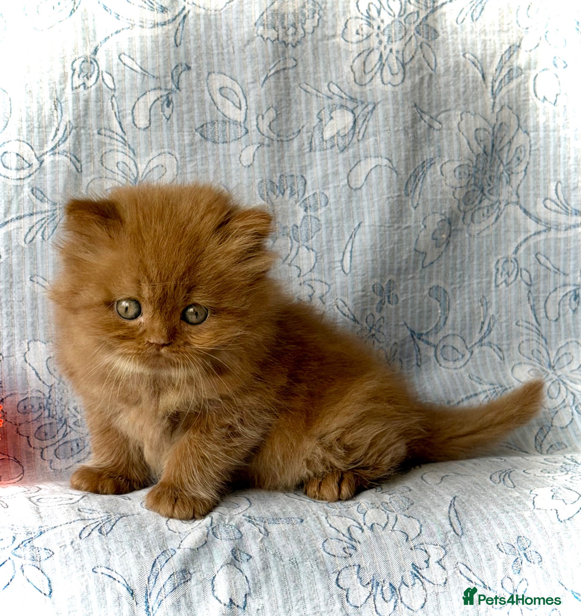 British Longhair cats Beautiful Cinnamon girls TICA registered  - Advert 1