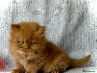 British Longhair cats Beautiful Cinnamon girls TICA registered - Advert 1