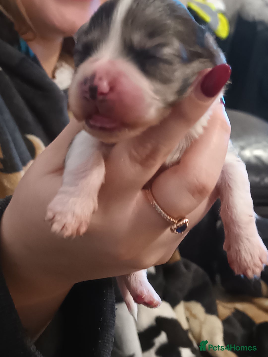 Mixed Breed dogs for sale: Poochon cross schweenie  - Advert 2