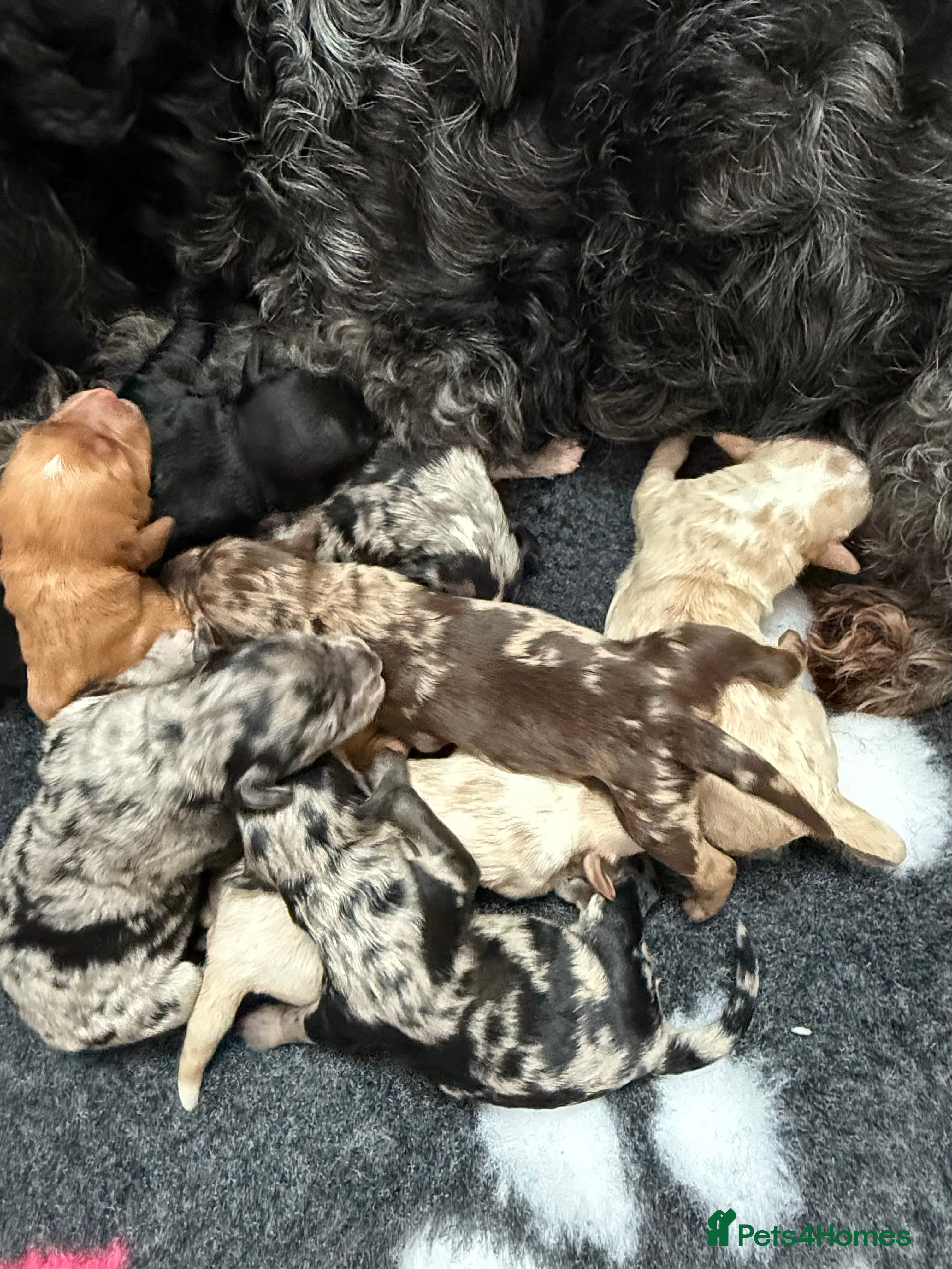 Australian Labradoodle dogs AUSTRALIAN LABRADOODLE PUPPIES - Advert 2