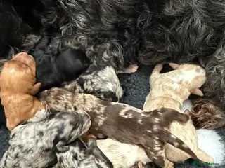 Australian Labradoodle dogs AUSTRALIAN LABRADOODLE PUPPIES - Advert 2