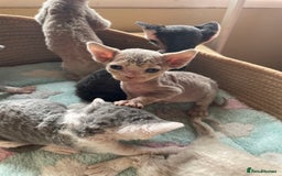 Devon Rex cats for sale: Adorable pure Devon Rex kittens  - Image 18