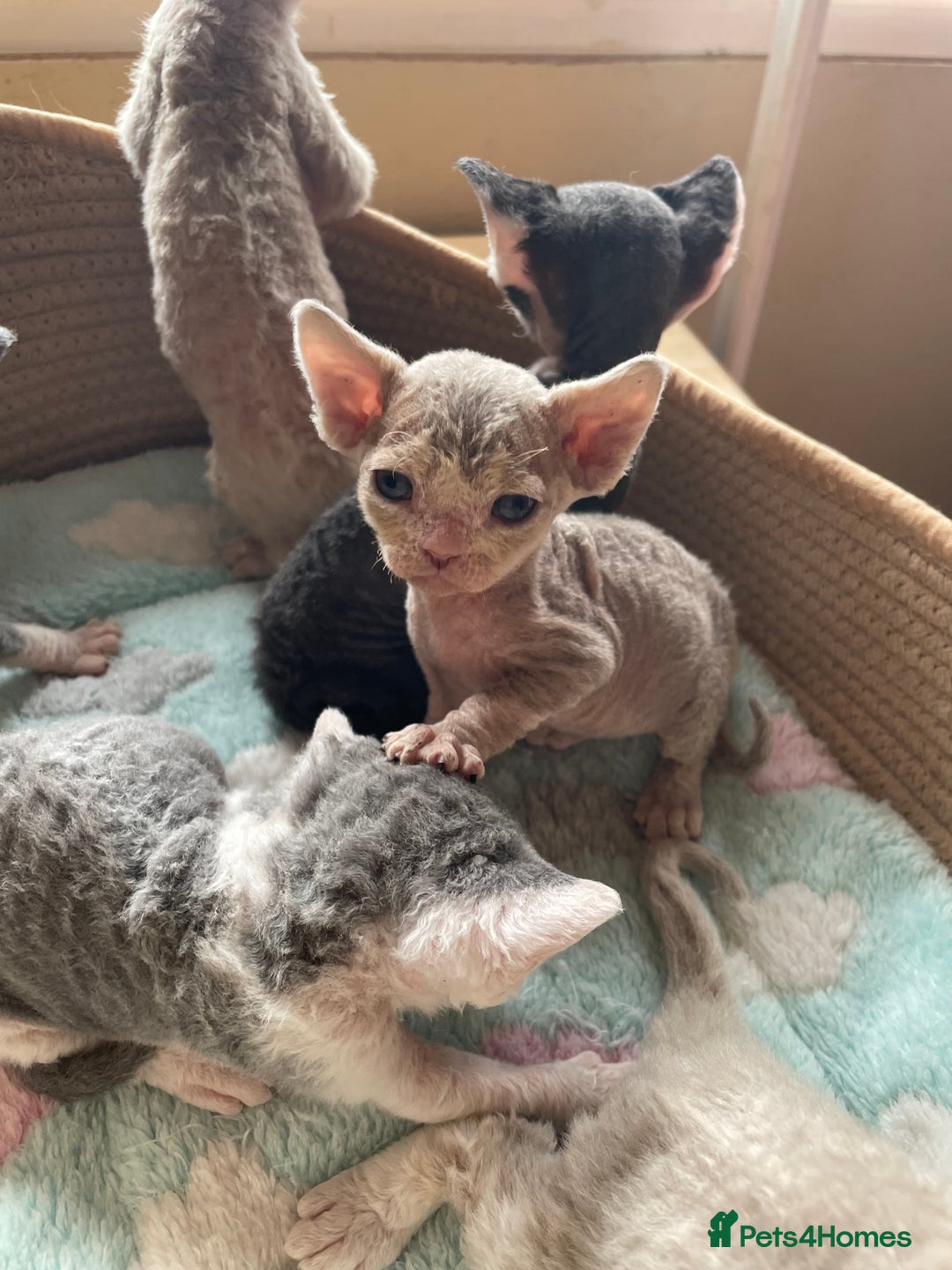 Devon Rex cats for sale: Adorable pure Devon Rex kittens  - Image 18
