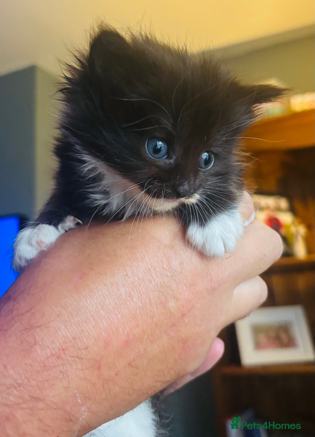 Mixed Breed cats for sale: nebelung cross kittens  - Image 4