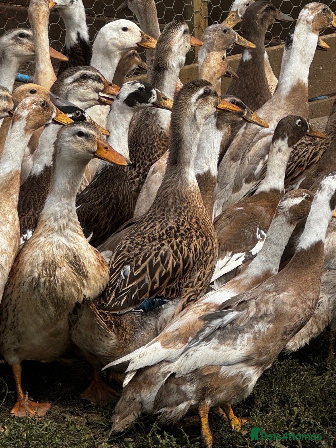 Ducks poultry for sale: Indian Runners, Call Ducks, Saxonys, Appleyards - Image 2