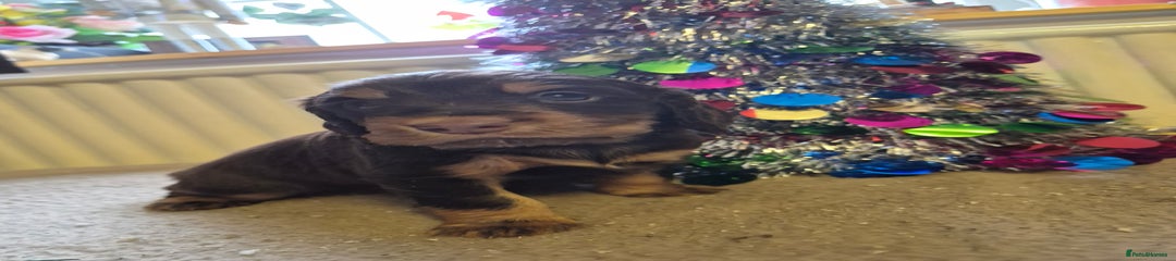 Cocker Spaniel Puppy 4