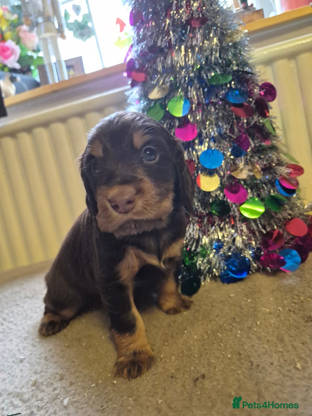 Cocker Spaniel dogs for sale: Stunning cocker spaniel puppies  - Advert 4