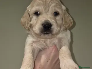 Goldendoodle dogs F1B Goldendoodle puppies. 5 LEFT! 20/02/2026 - Advert 7