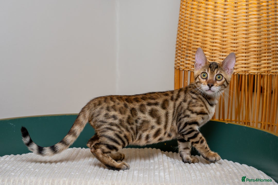 Bengal cats for sale: Stunning Bengal Girl- Top TICA pedigree- Ready NOW - Advert 12