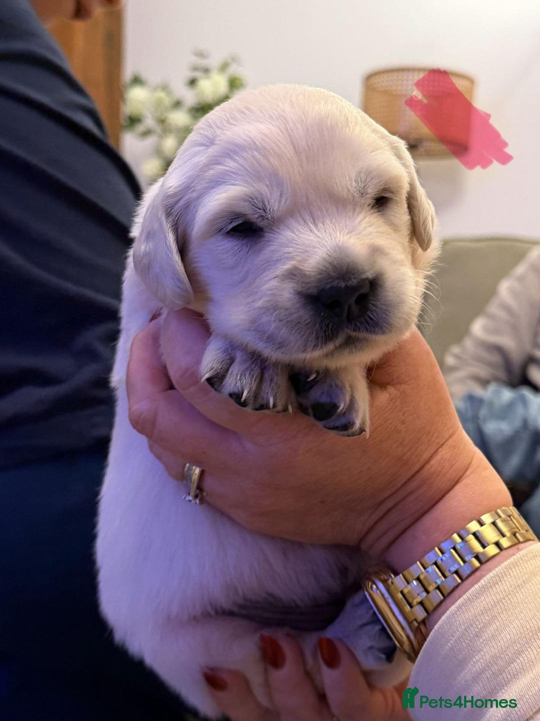 Golden Retriever dogs for sale: KC Reg Golden Retriever Pups - CHAMPION Bloodlines - Image 14