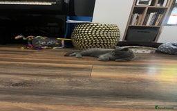 Brazilian Shorthair cats for sale: Last 2 BSH BOYS GCCF registered !!! - Image 1