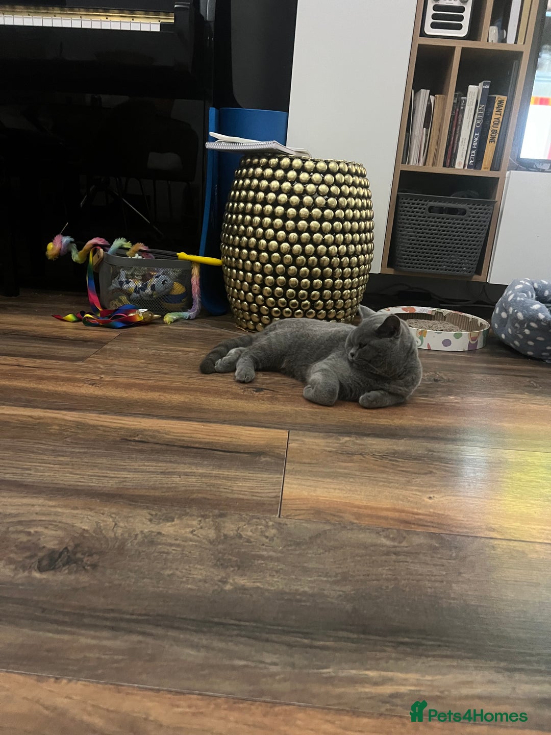 Brazilian Shorthair cats for sale: Last 2 BSH BOYS GCCF registered !!! - Image 1