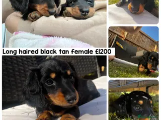 Miniature Dachshund dogs READY NOW Miniature long haired dachshund female - Advert 2